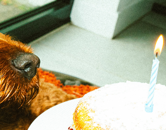 Doggy Birthday Homepagebanner