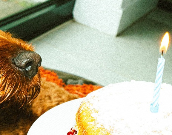 Homepage Banner Doggy Bday